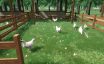 牧场农场与商店模拟器/Ranch Farm and Store Simulator