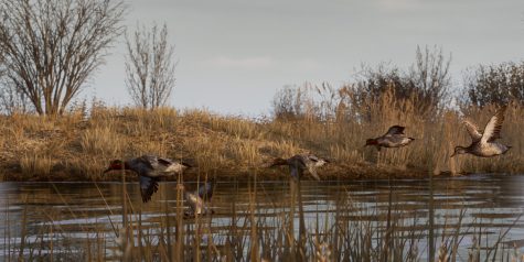 BULT：狩猎模拟器/BULT: Hunting simulator