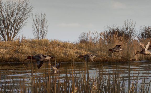 BULT:狩猎模拟器/BULT: Hunting simulator